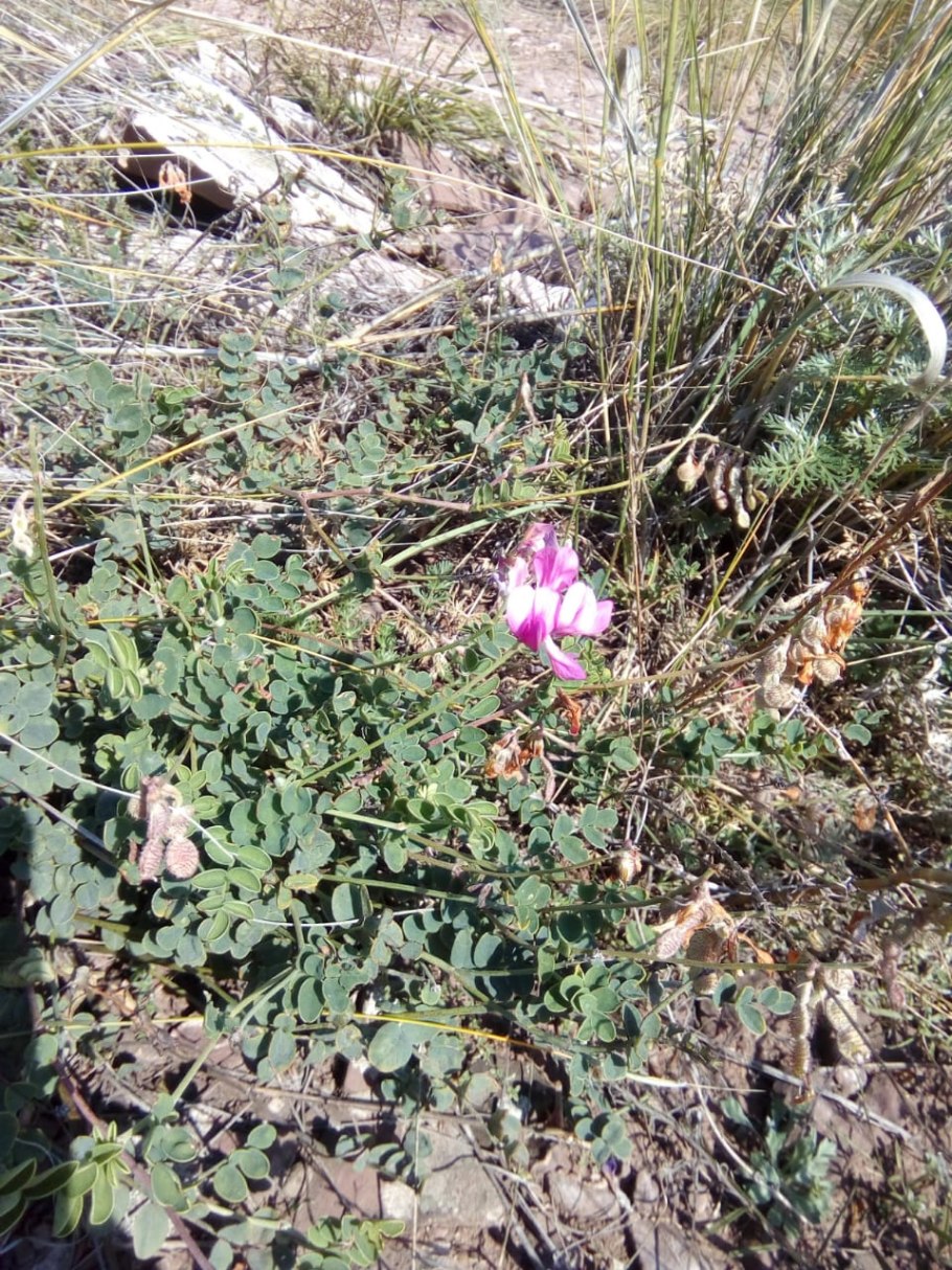 Копеечник серебристолистный