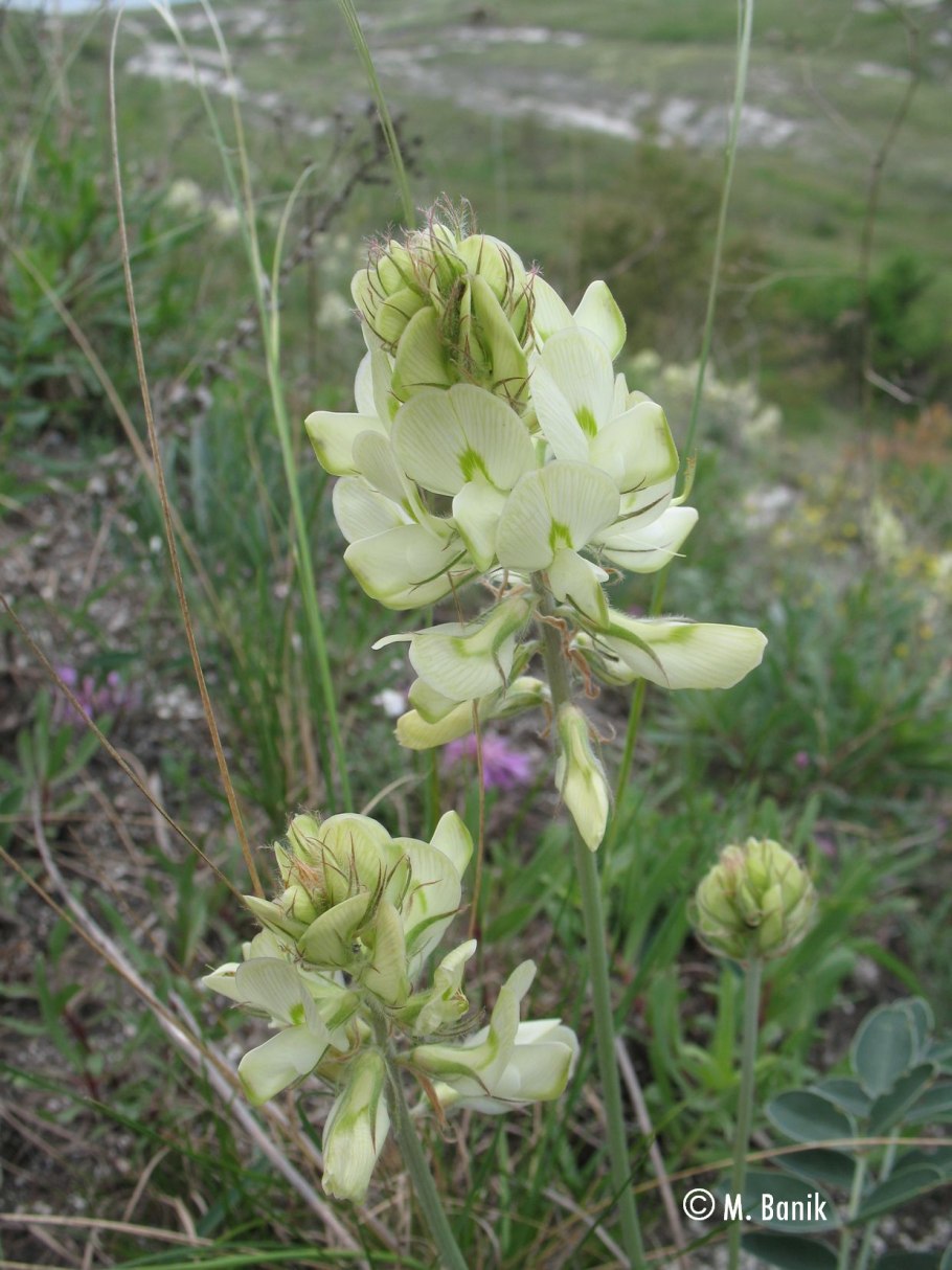 Копеечник Гмелина