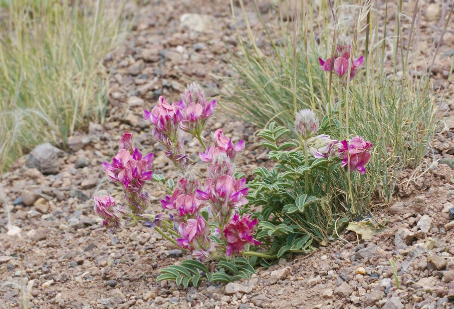 Копеечник Минусинский