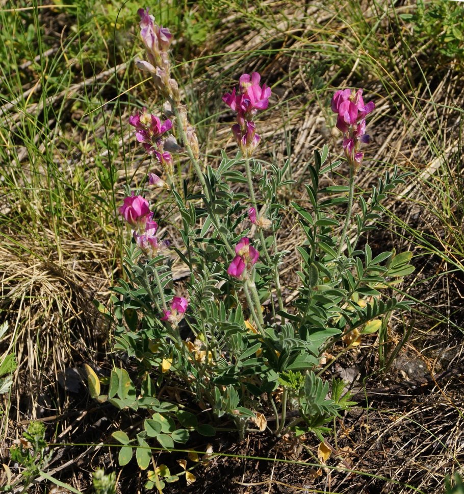 Копеечник Биберштейна