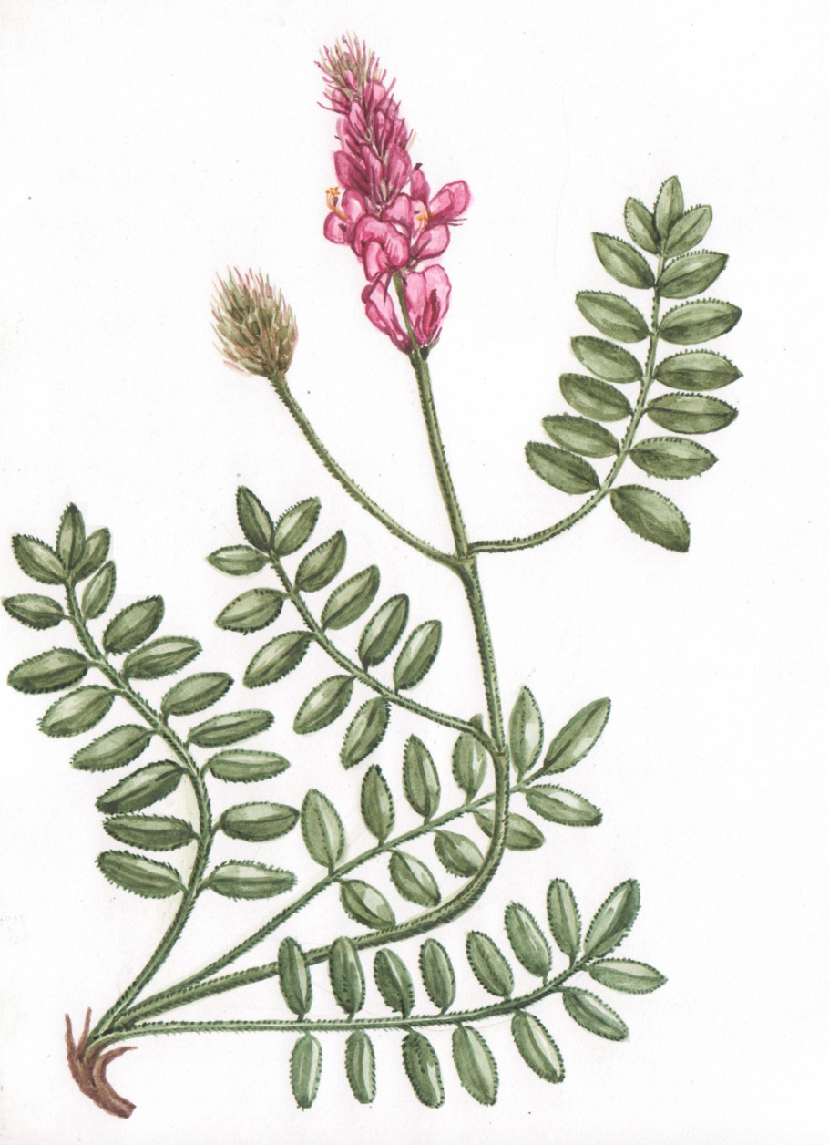 Копеечник Турчанинова