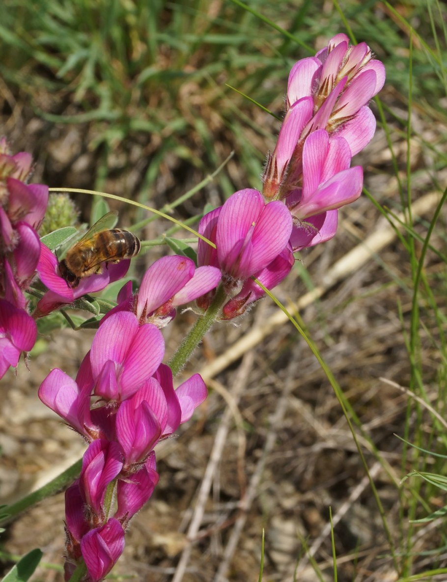 Копеечник Минусинский