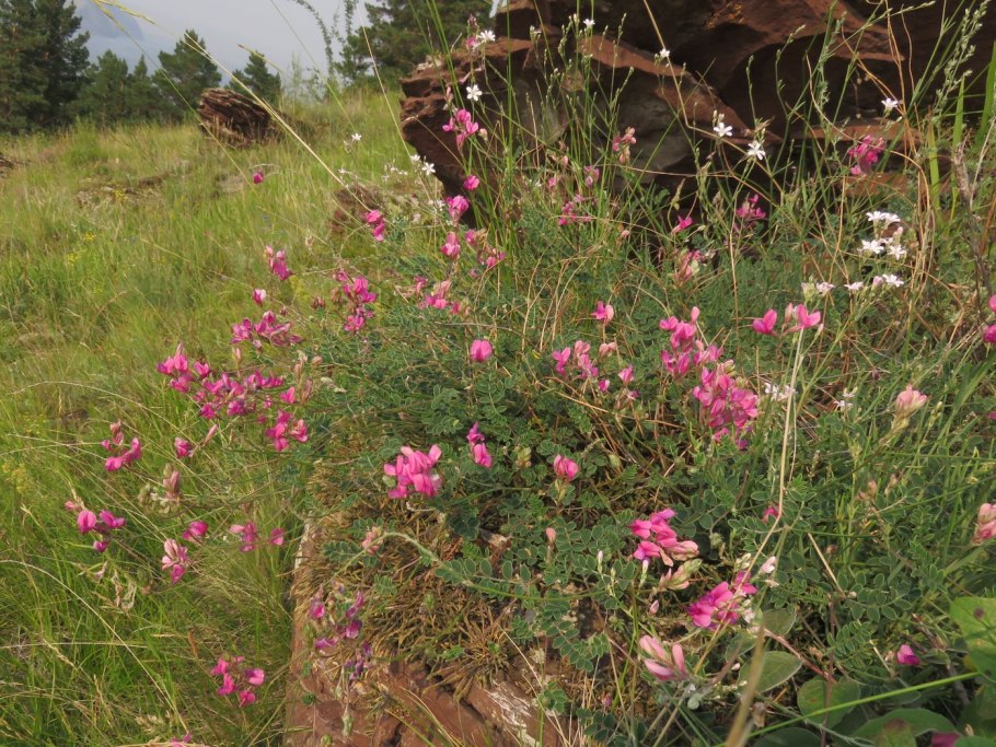 Копеечник Дагестанский