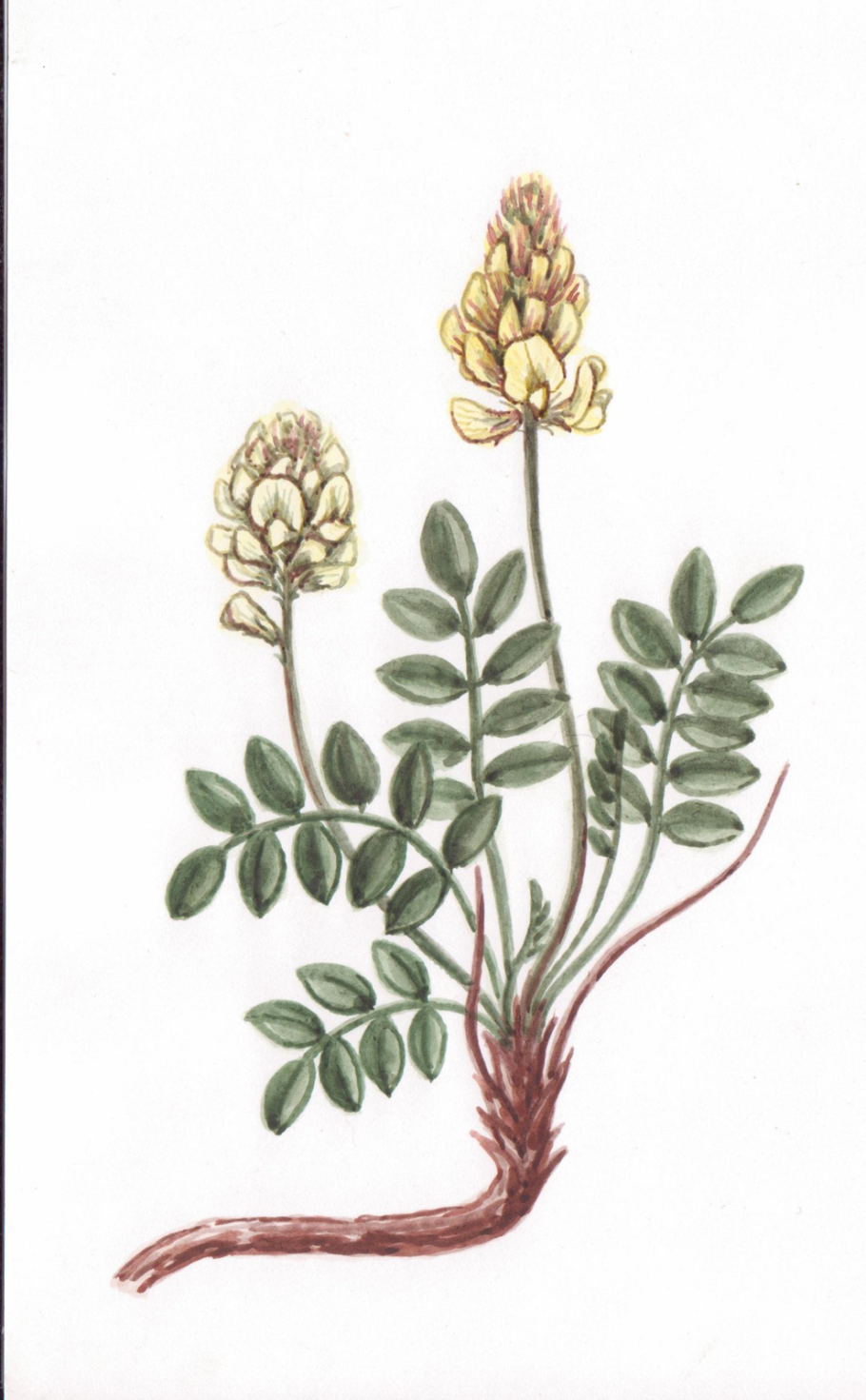 Копеечник Альпийский Фармакогнозия