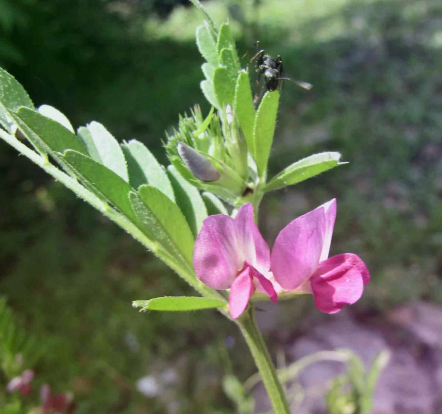 Вика посевная --- vicia sativa