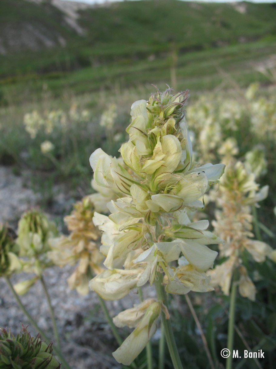 Копеечник Крымский