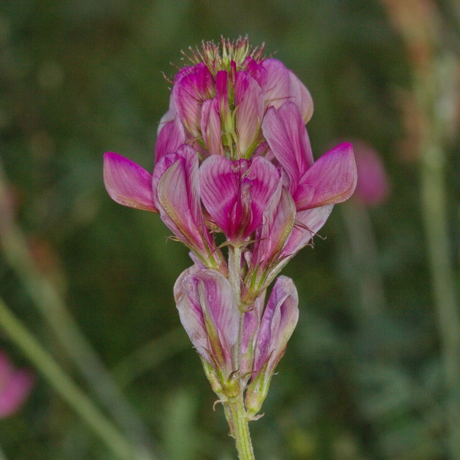 Копеечник Разумовского (Hedysarum razoumovianum