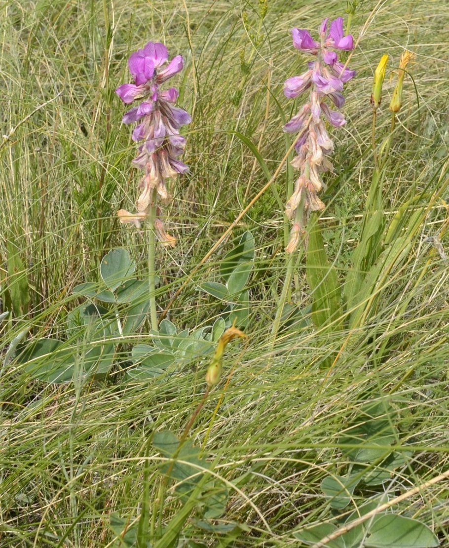 Копеечник Гмелина