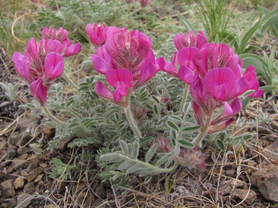 Копеечник зундукский байкал