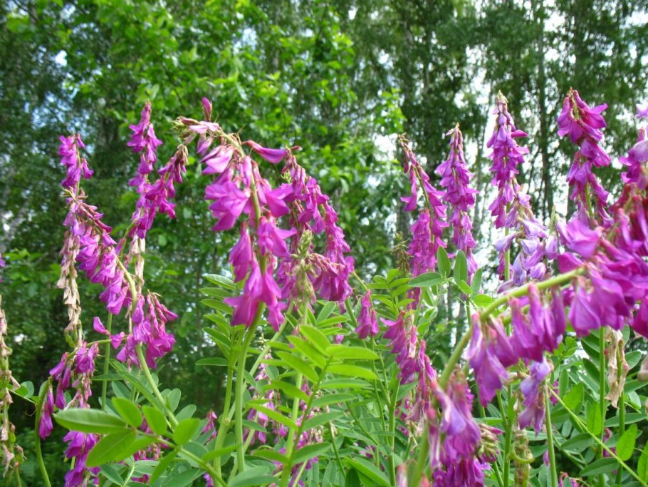 Копеечник Гмелина