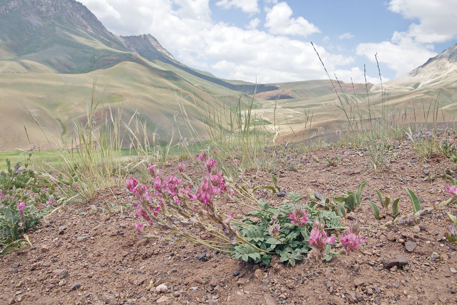 Копеечник Турчанинова