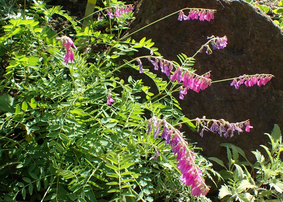 Hedysarum coronarium