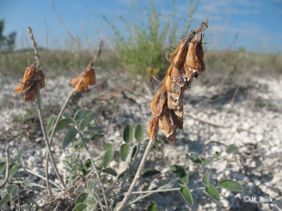 Hedysarum grandiflorum