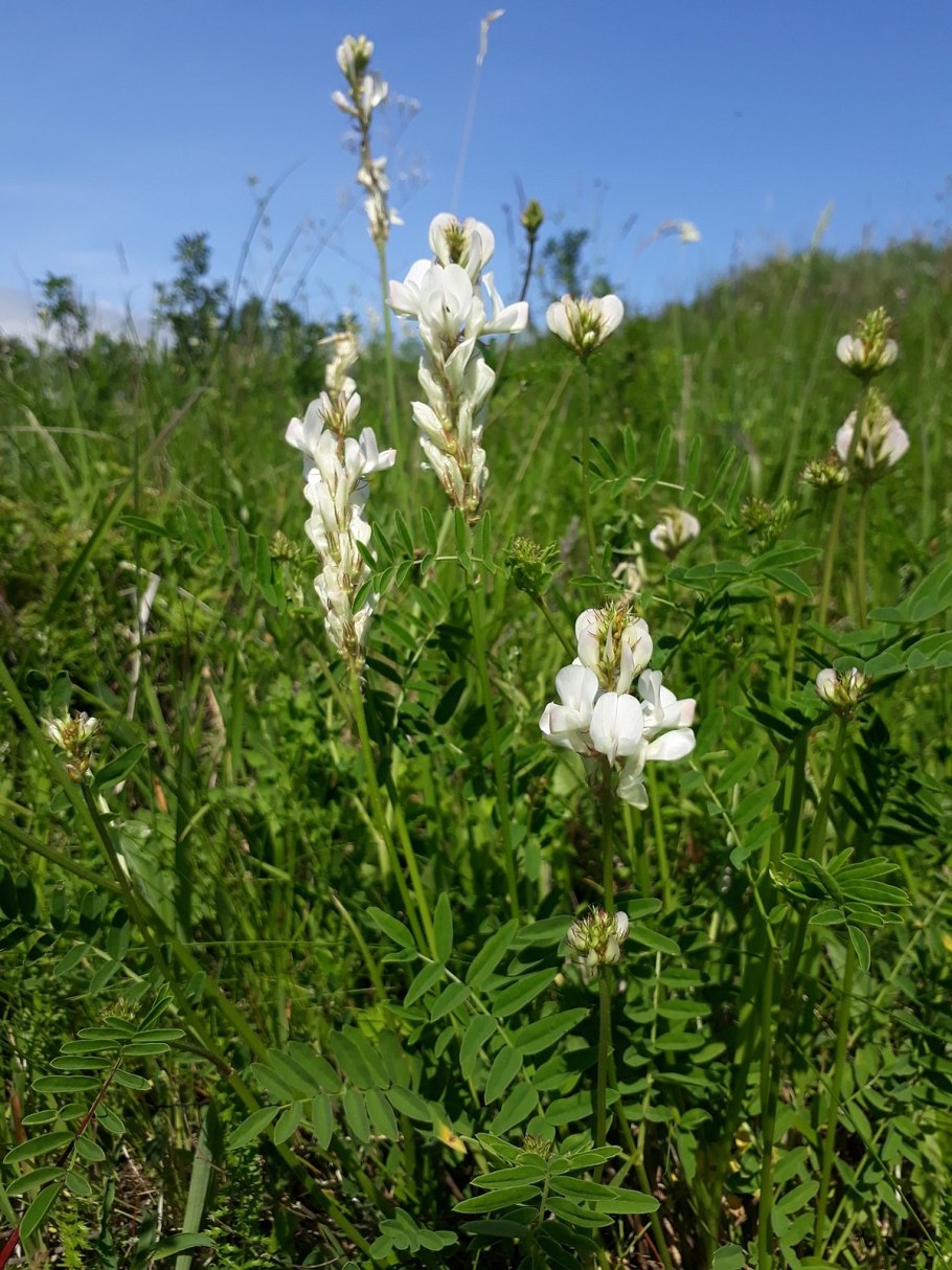 Копеечник Турчанинова