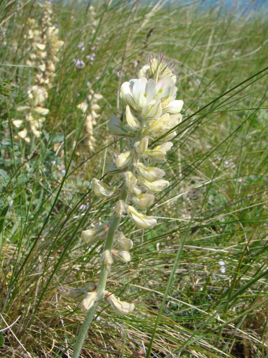 Копеечник Гмелина