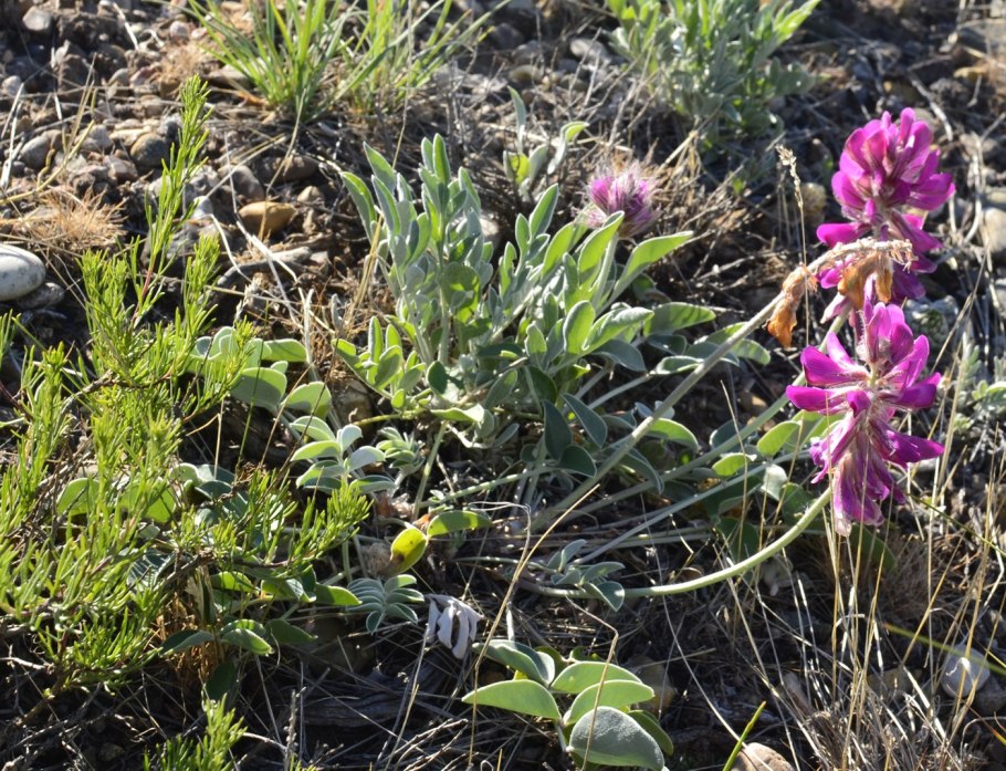 Hedysarum grandiflorum