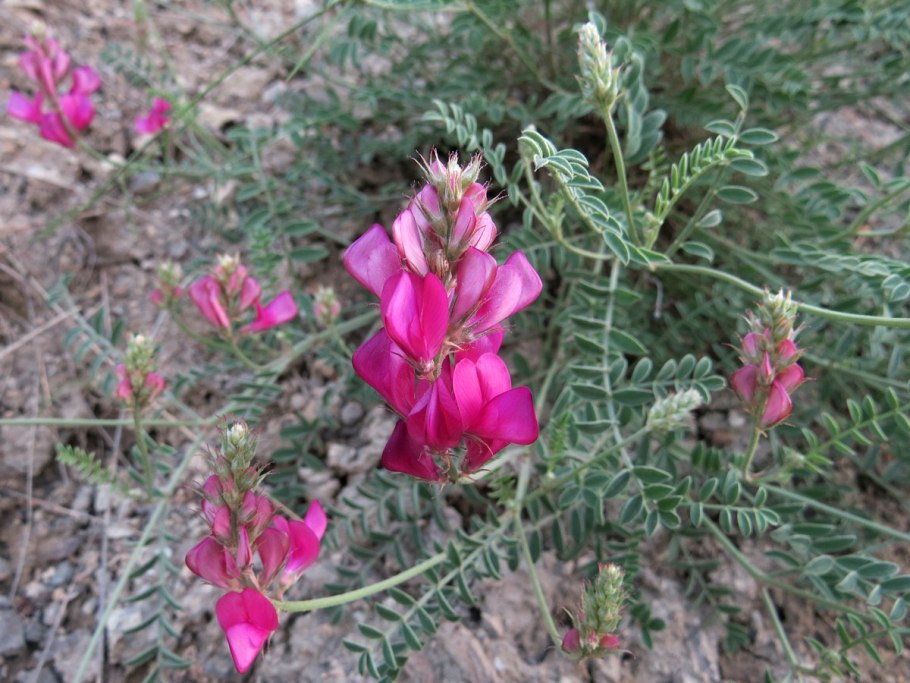 Hedysarum grandiflorum
