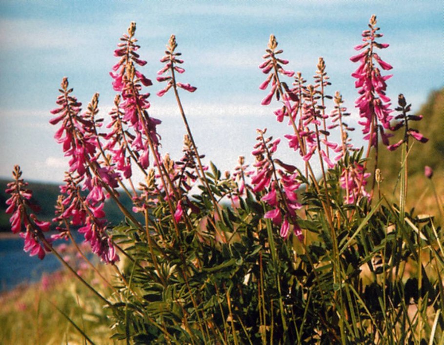 Копеечник Южно-Сибирский
