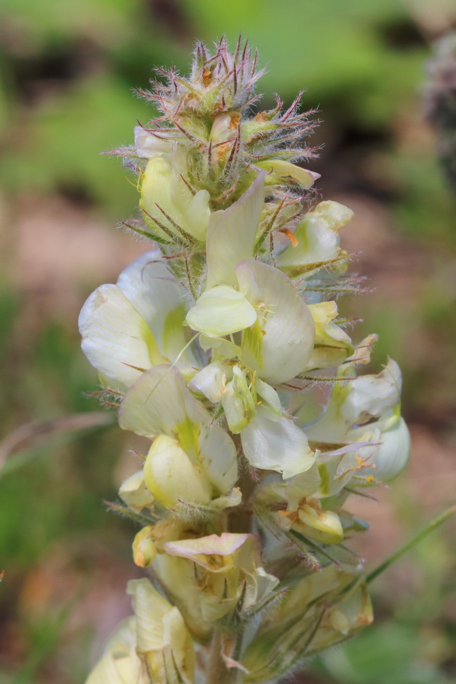 Копеечник гмелина