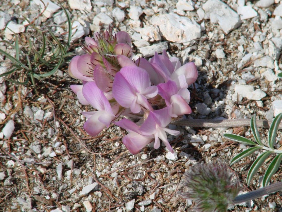 Копеечник Турчанинова