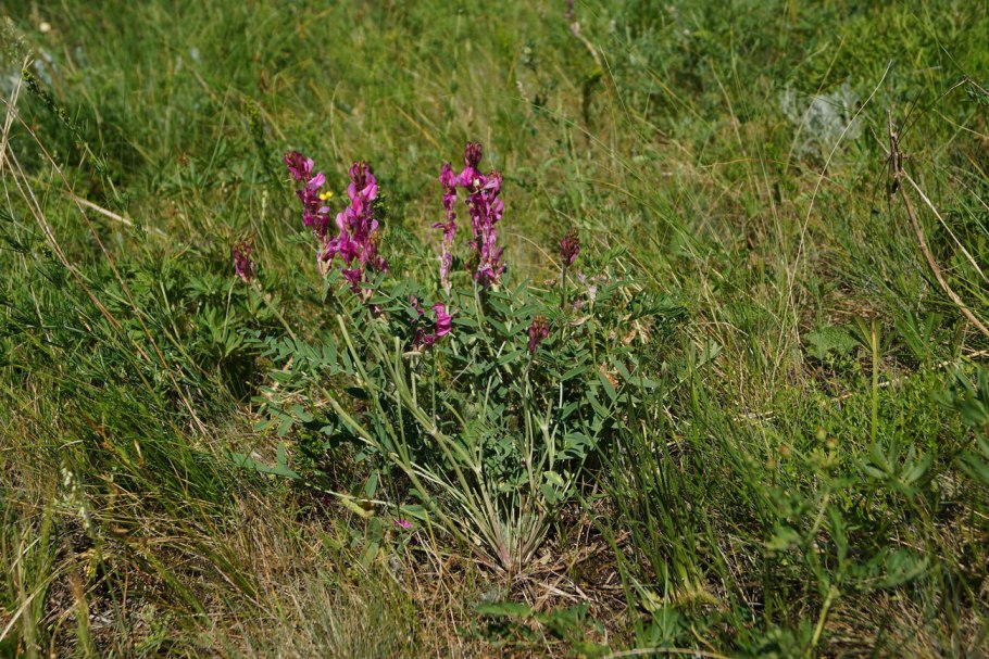 Копеечник гмелина