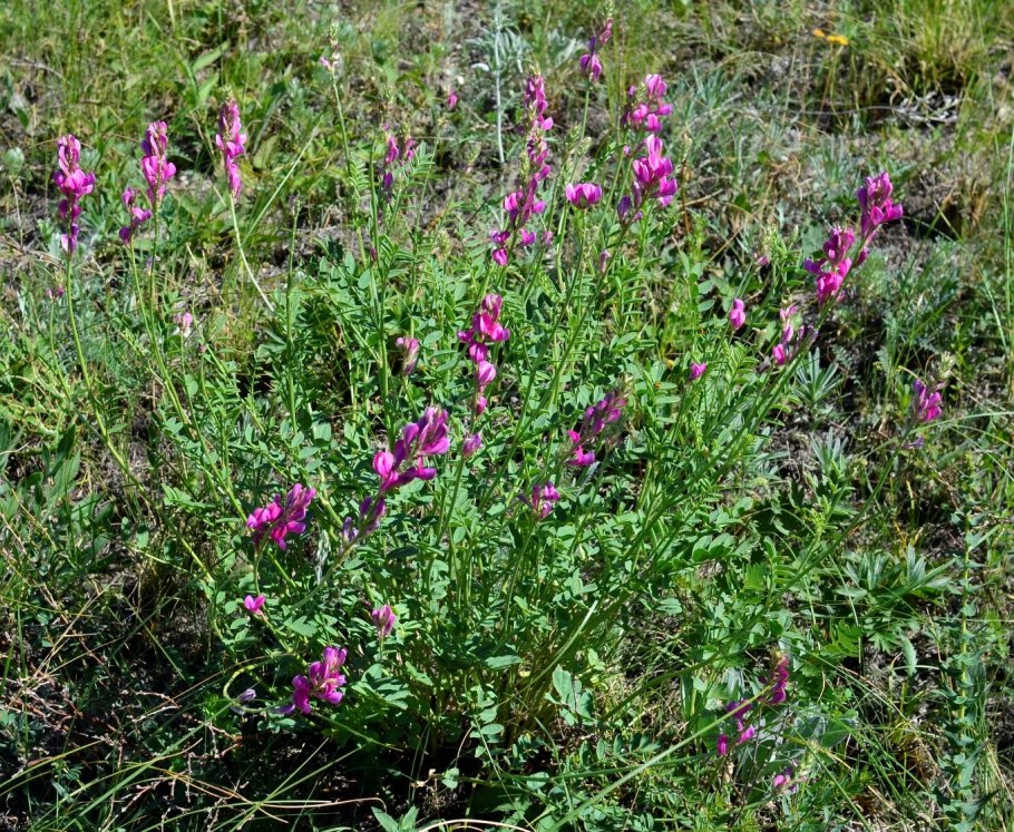 Копеечник щетинистый