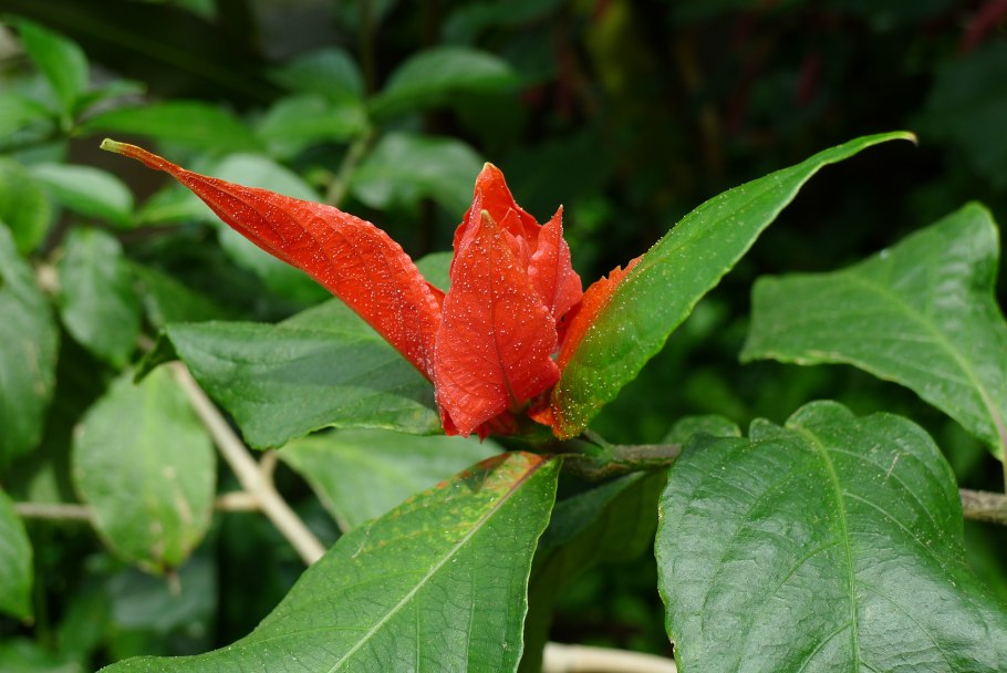Акантовые (Acanthaceae).