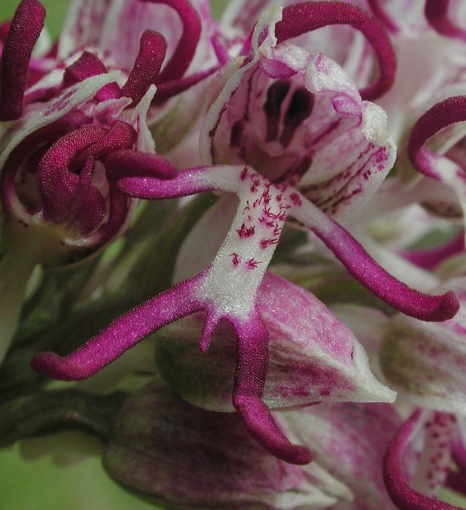 Ятрышник Обезьяний (Orchis Simia).