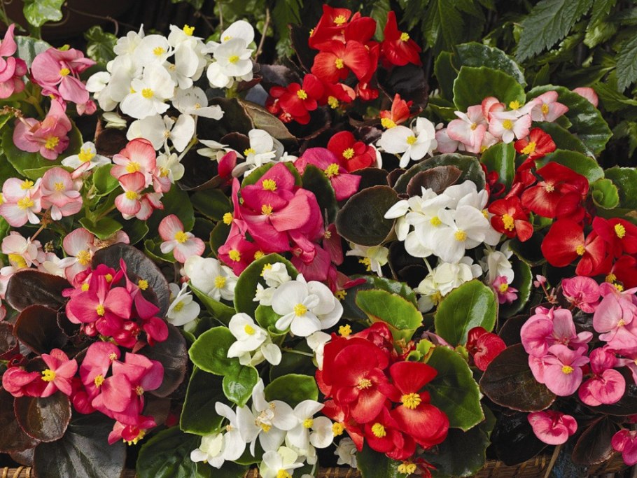 Бегония вечноцветущая (Begonia semperflorens)