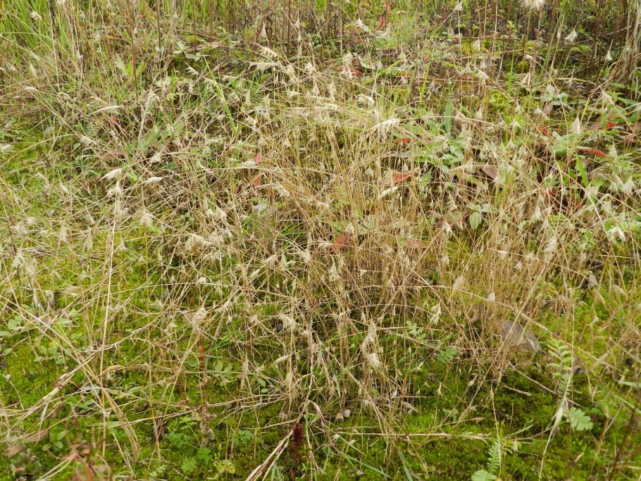 Plantarum rariorum