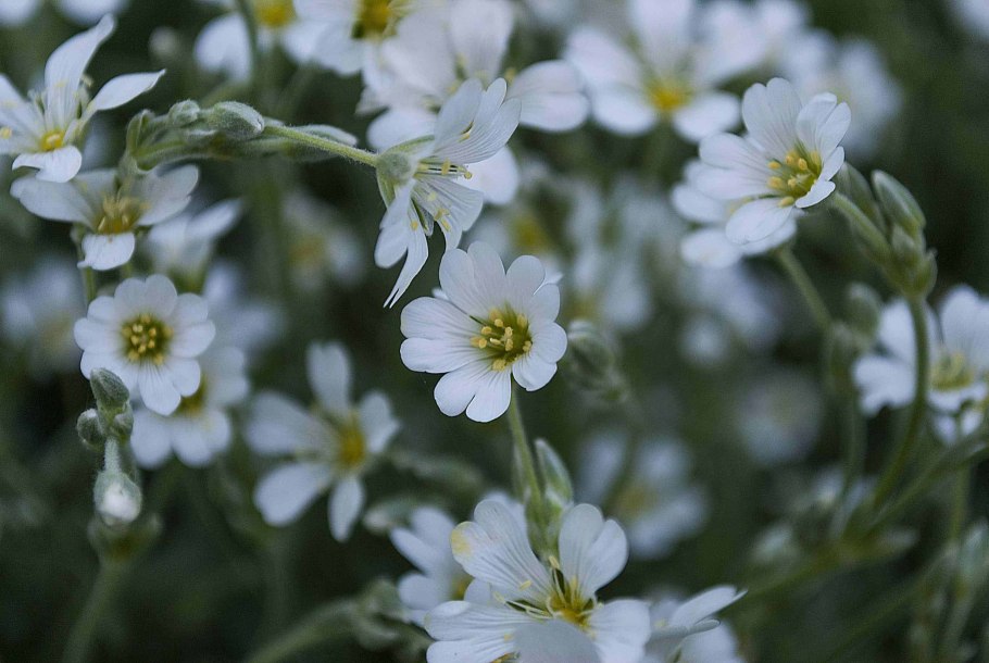 Качим Жигулевский Gypsophila zhegulensis