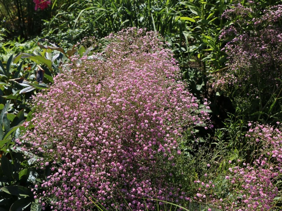 Clarkia unguiculata