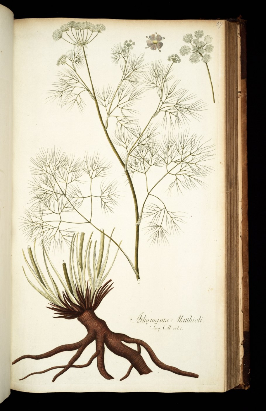 Clarkia unguiculata