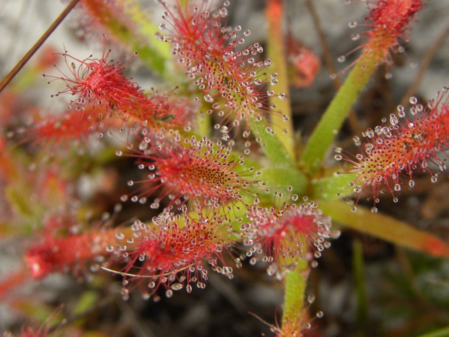 Drosera spatulata Hong Kong