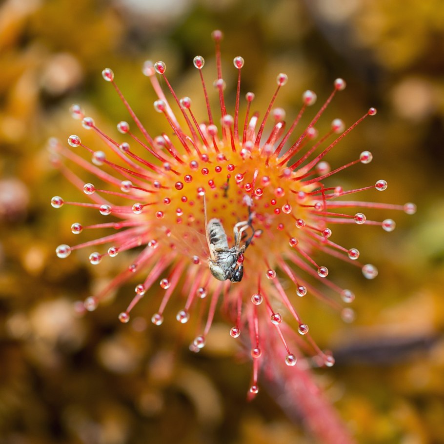 Drosera (дрозера) росянка круглолистная