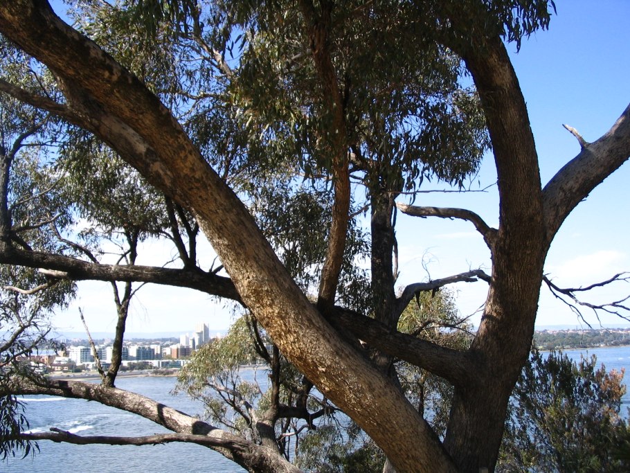 Эвкалипт Baby Blue