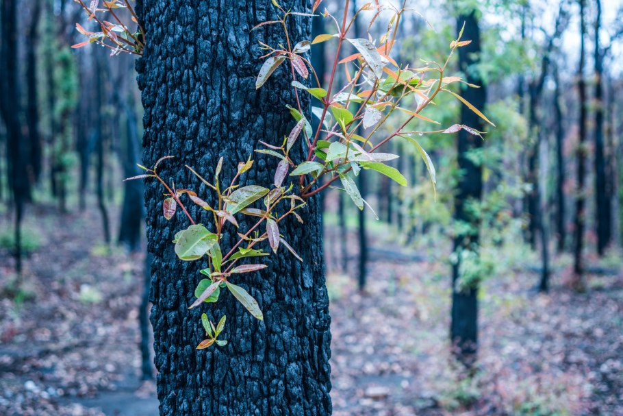 Эвкалипт радужный