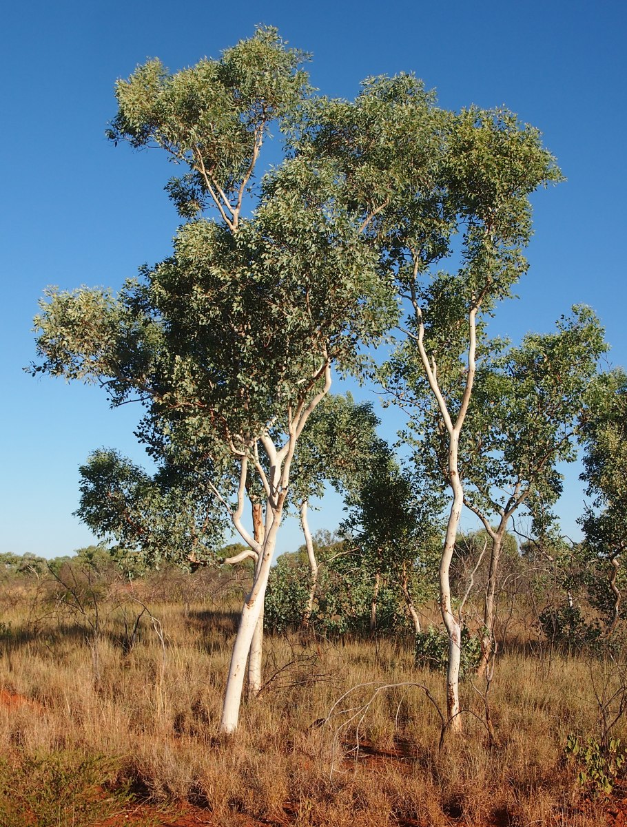 Eucalyptus camaldulensis