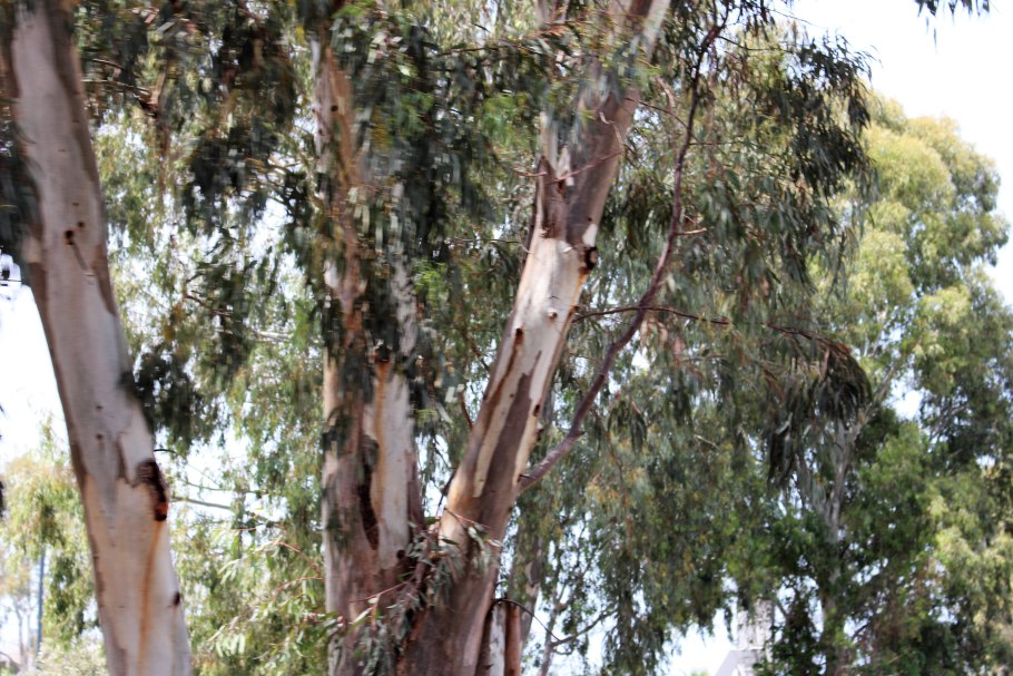 Eucalyptus dalrympleana