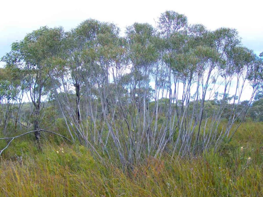 Eucalyptus stricta