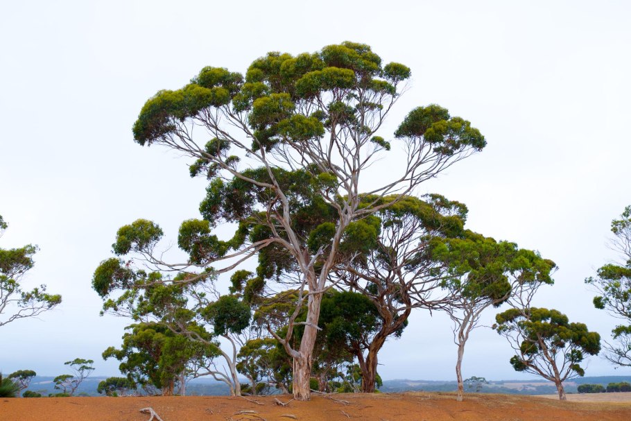 Эвкалипт царственный тасмания