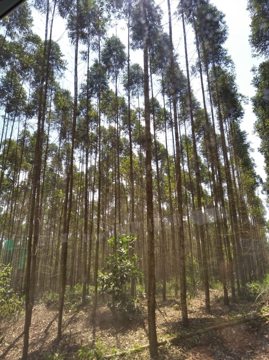 Эвкалипт дерево