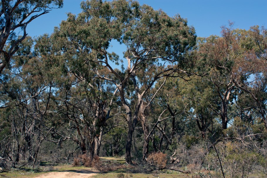 Australian eucalyptus leucoxylon