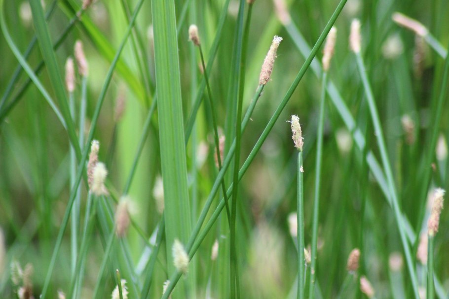 Болотница болотная eleocharis palustris