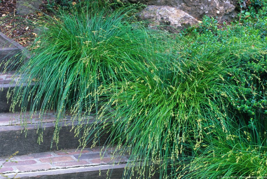 Осока Осока Carex berggrenii