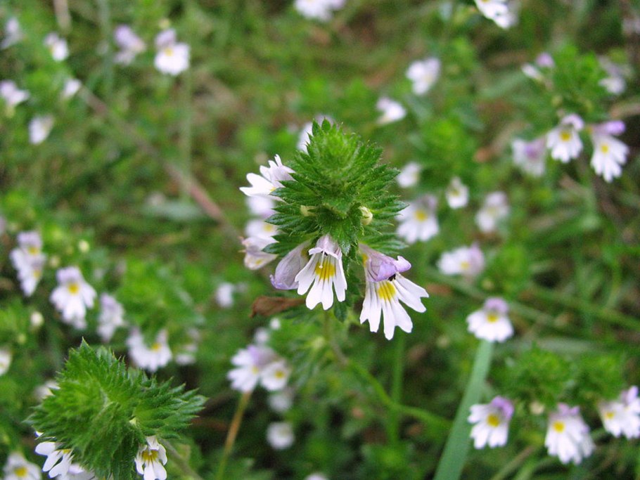 156. Очанка лекарственная - Euphrasia officinalis.