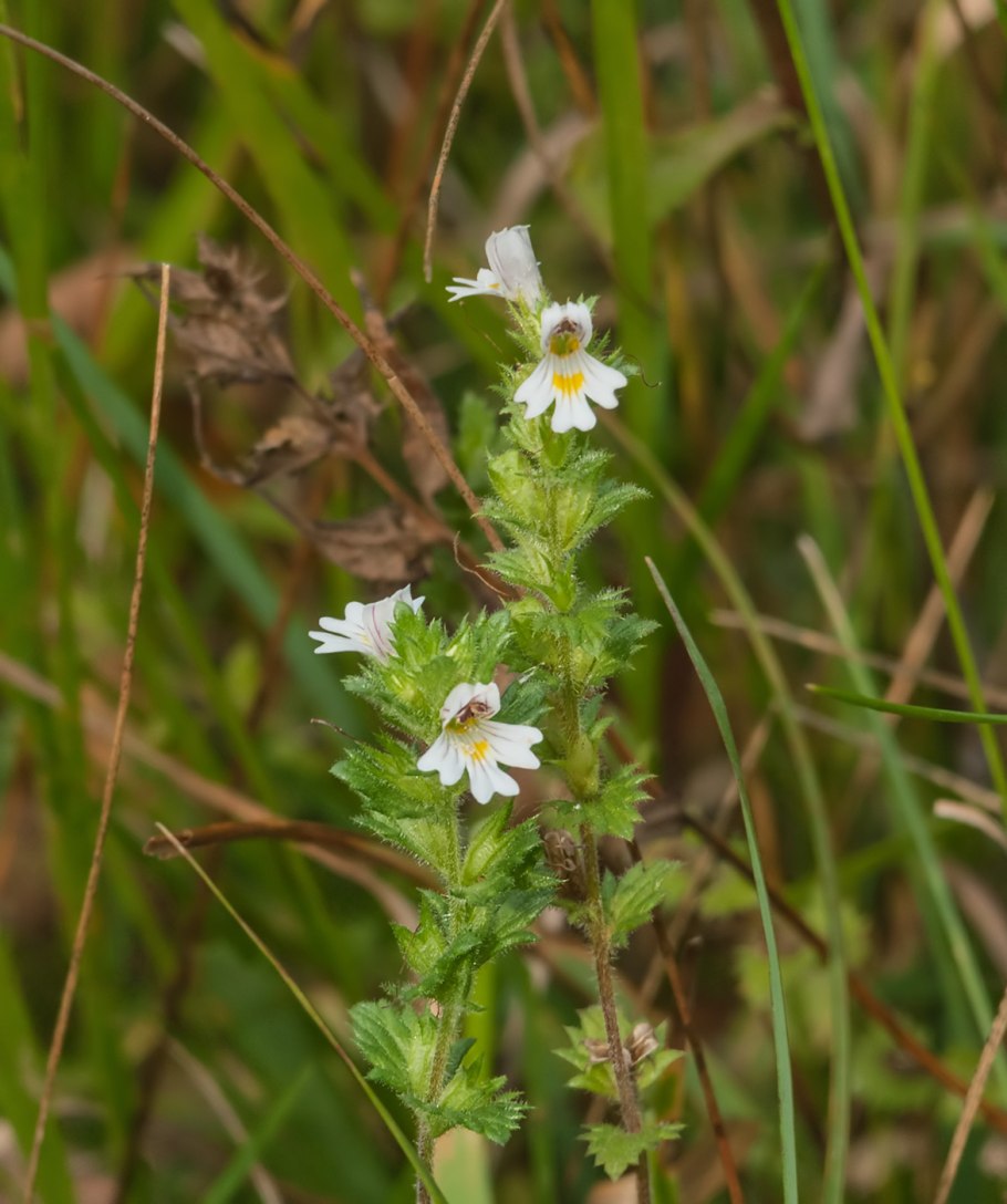 Очанка лекарственная (Euphrasia officinalis)