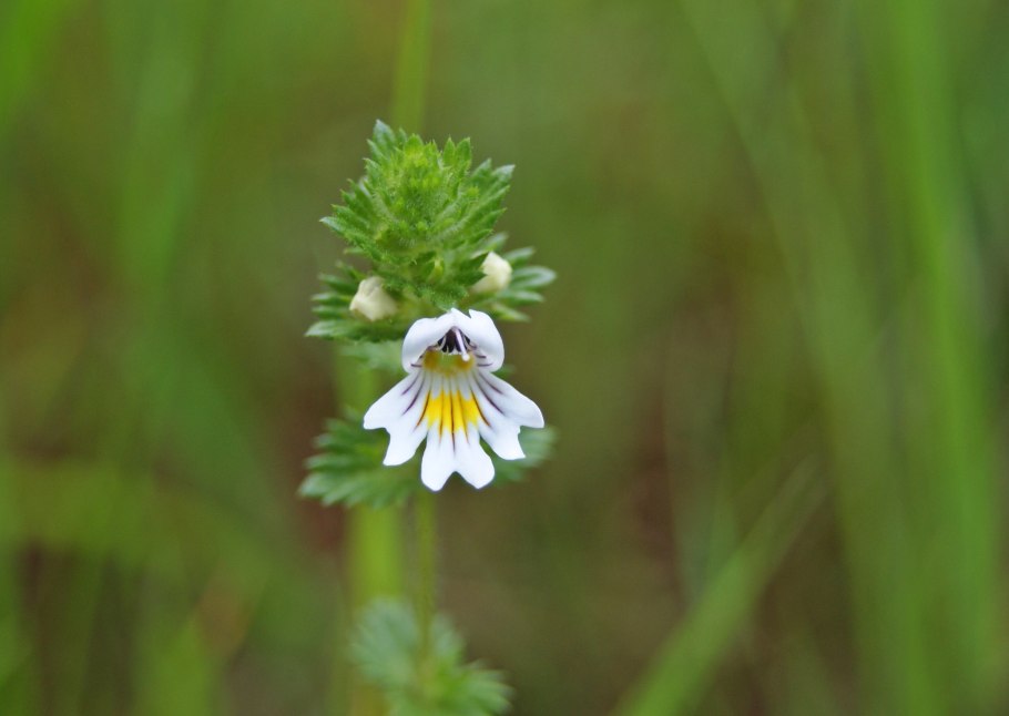 Euphrasia rostkoviana