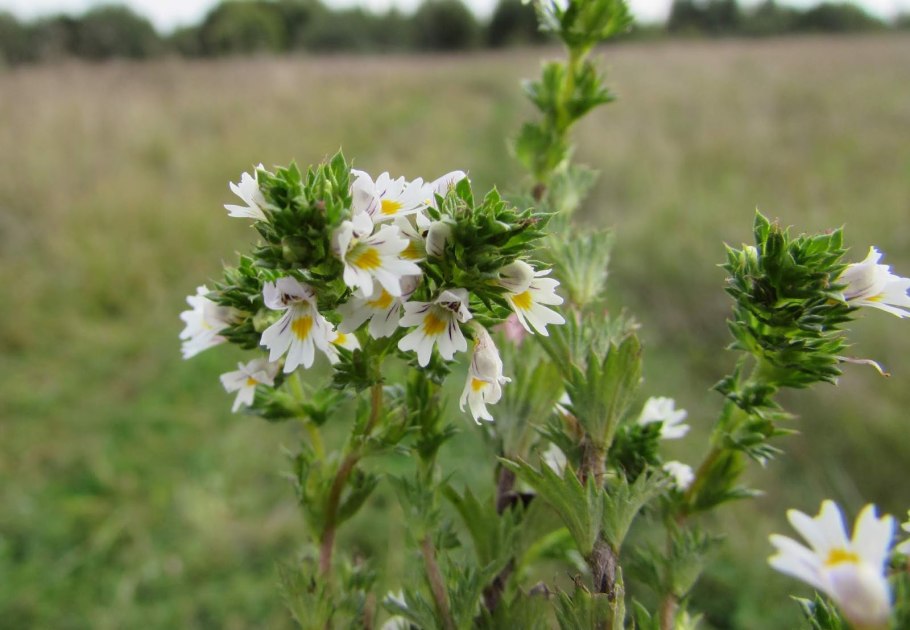 Очанка (Euphrasia officinalis)