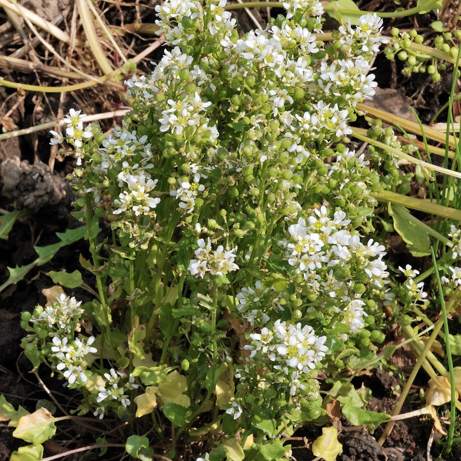 Очанка лекарственная (Euphrasia officinalis)